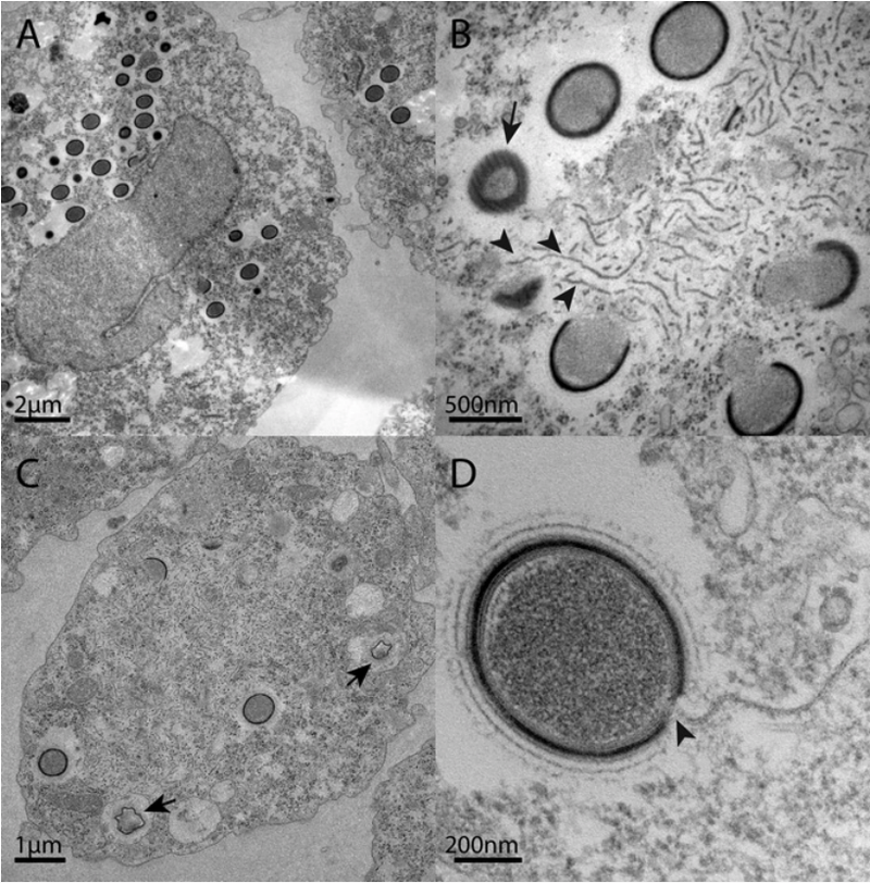 Mollivirus sibericum. PNAS